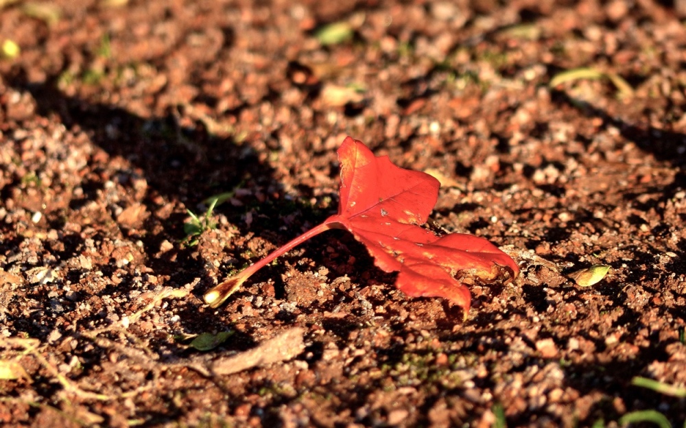 Herbstblatt rot